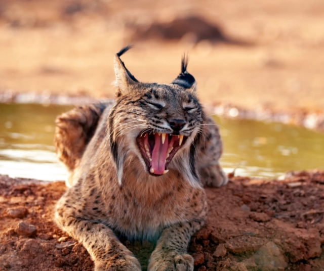 ¿Cuál es el animal nacional de España?