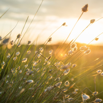 ¿Qué son las Plantas de Sol?